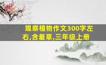 观察植物作文300字左右,含羞草,三年级上册