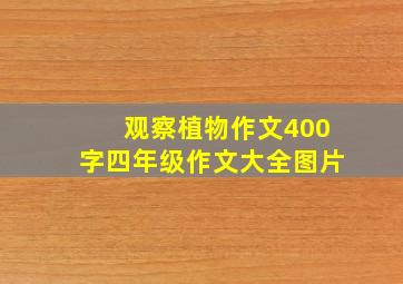 观察植物作文400字四年级作文大全图片