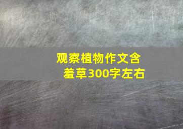 观察植物作文含羞草300字左右