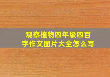 观察植物四年级四百字作文图片大全怎么写