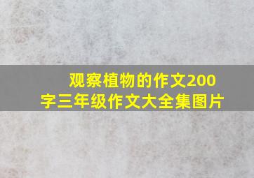 观察植物的作文200字三年级作文大全集图片