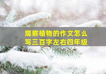 观察植物的作文怎么写三百字左右四年级