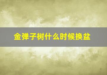 金弹子树什么时候换盆