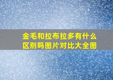 金毛和拉布拉多有什么区别吗图片对比大全图