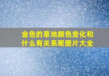 金色的草地颜色变化和什么有关系呢图片大全