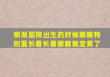 银渐层刚出生的时候眼睛特别蓝长着长着眼睛就变黄了