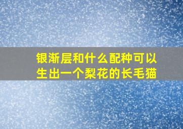 银渐层和什么配种可以生出一个梨花的长毛猫