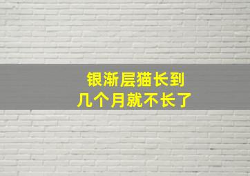 银渐层猫长到几个月就不长了