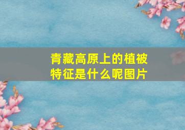 青藏高原上的植被特征是什么呢图片