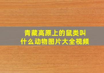 青藏高原上的鼠类叫什么动物图片大全视频