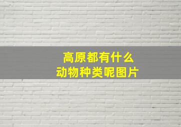 高原都有什么动物种类呢图片