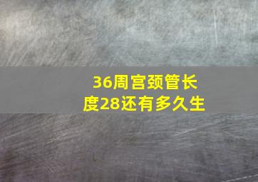 36周宫颈管长度28还有多久生