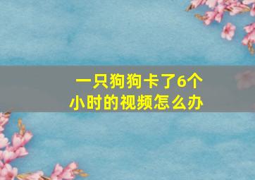 一只狗狗卡了6个小时的视频怎么办