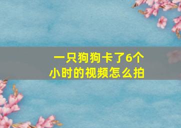 一只狗狗卡了6个小时的视频怎么拍