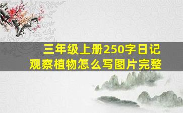 三年级上册250字日记观察植物怎么写图片完整