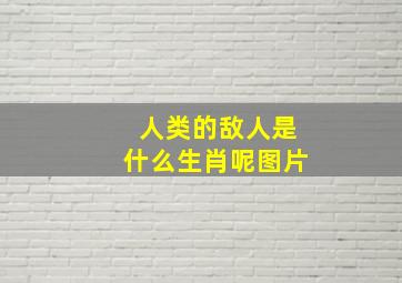 人类的敌人是什么生肖呢图片