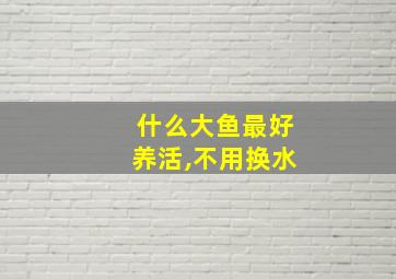 什么大鱼最好养活,不用换水