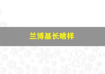 兰博基长啥样