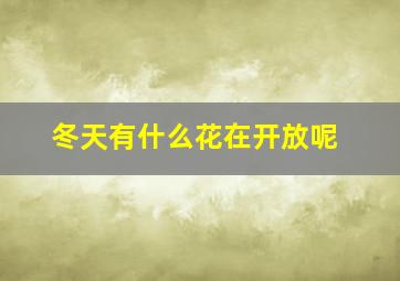 冬天有什么花在开放呢