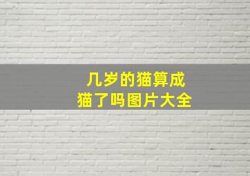 几岁的猫算成猫了吗图片大全