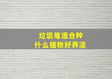 垃圾堆适合种什么植物好养活