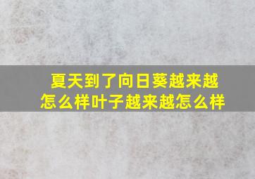 夏天到了向日葵越来越怎么样叶子越来越怎么样