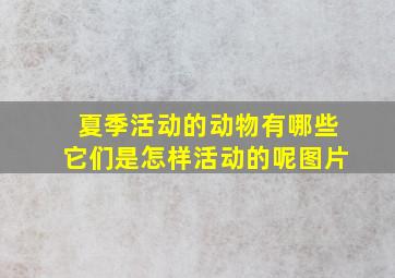 夏季活动的动物有哪些它们是怎样活动的呢图片