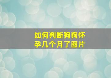 如何判断狗狗怀孕几个月了图片