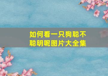 如何看一只狗聪不聪明呢图片大全集