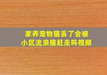 家养宠物猫丢了会被小区流浪猫赶走吗视频