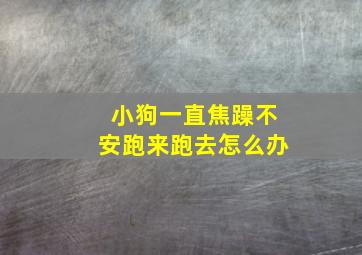 小狗一直焦躁不安跑来跑去怎么办