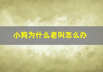 小狗为什么老叫怎么办