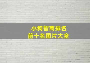 小狗智商排名前十名图片大全