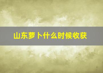 山东萝卜什么时候收获