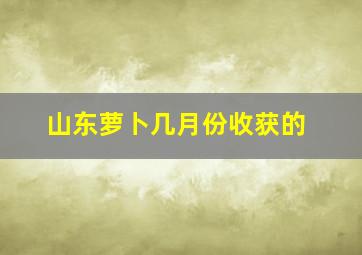 山东萝卜几月份收获的