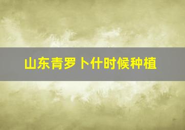 山东青罗卜什时候种植