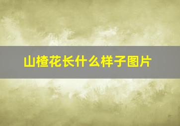 山楂花长什么样子图片