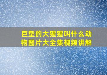 巨型的大猩猩叫什么动物图片大全集视频讲解