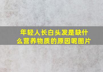 年轻人长白头发是缺什么营养物质的原因呢图片