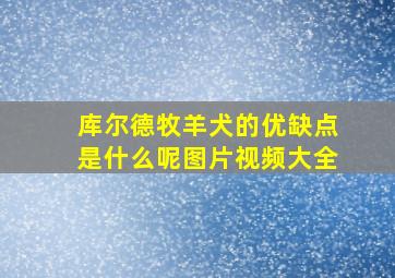 库尔德牧羊犬的优缺点是什么呢图片视频大全