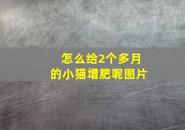 怎么给2个多月的小猫增肥呢图片