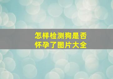 怎样检测狗是否怀孕了图片大全