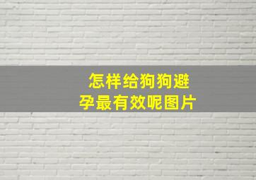 怎样给狗狗避孕最有效呢图片