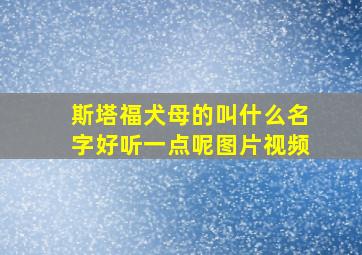 斯塔福犬母的叫什么名字好听一点呢图片视频