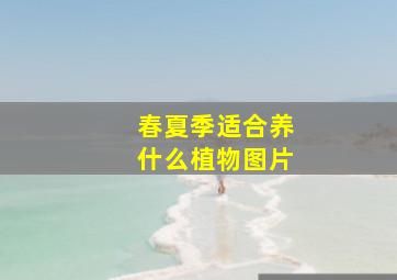 春夏季适合养什么植物图片