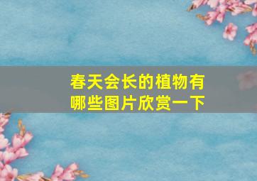 春天会长的植物有哪些图片欣赏一下