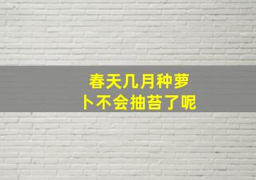 春天几月种萝卜不会抽苔了呢