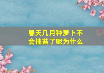 春天几月种萝卜不会抽苔了呢为什么