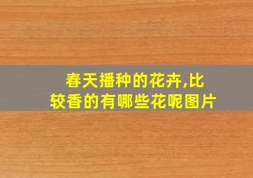 春天播种的花卉,比较香的有哪些花呢图片