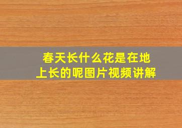 春天长什么花是在地上长的呢图片视频讲解